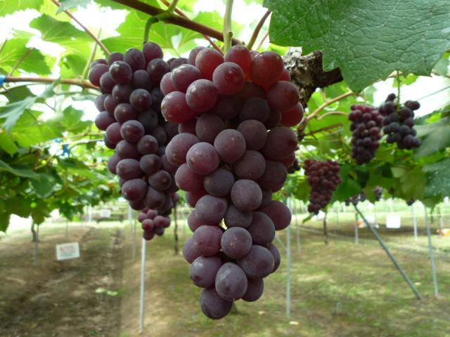 兵庫県でおすすめのぶどう狩り！2025年の時期や食べ放題、品種は？