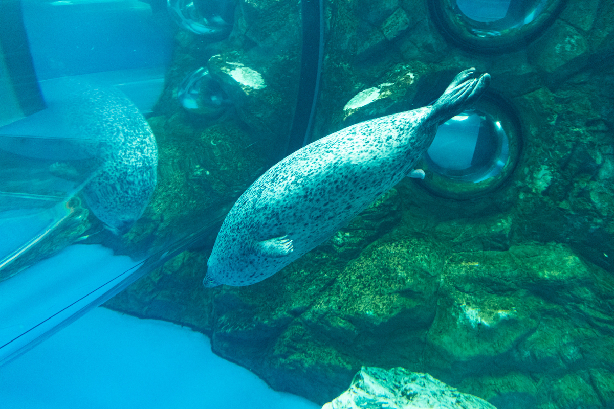 しながわ水族館