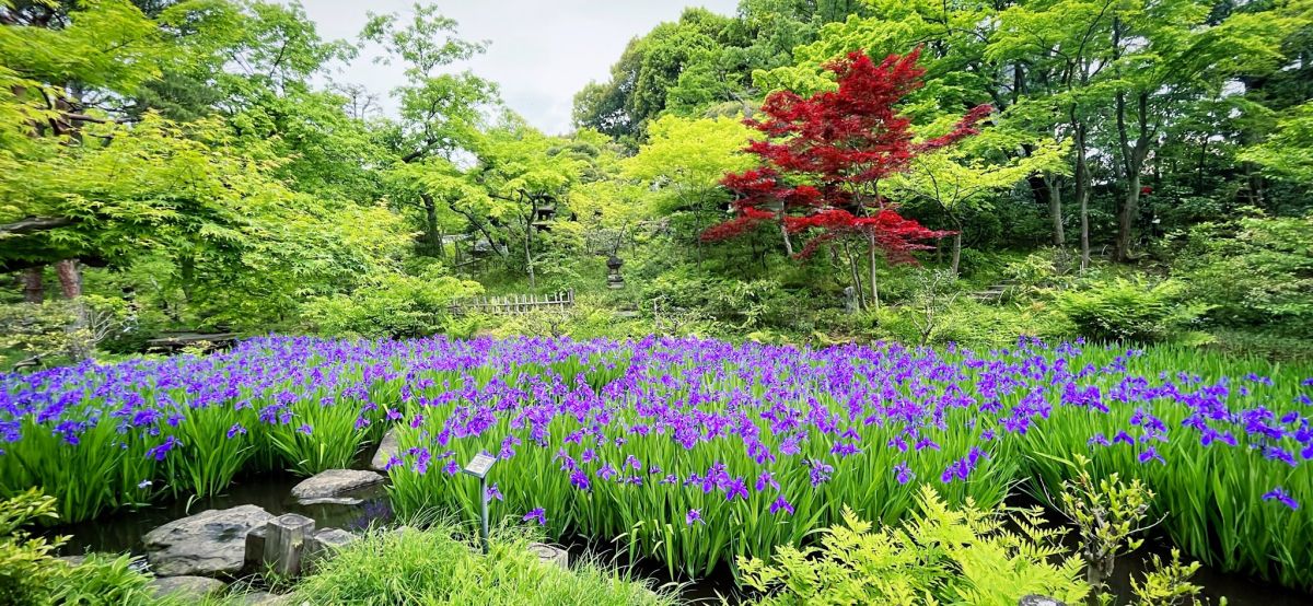 5月の日本庭園の風景
