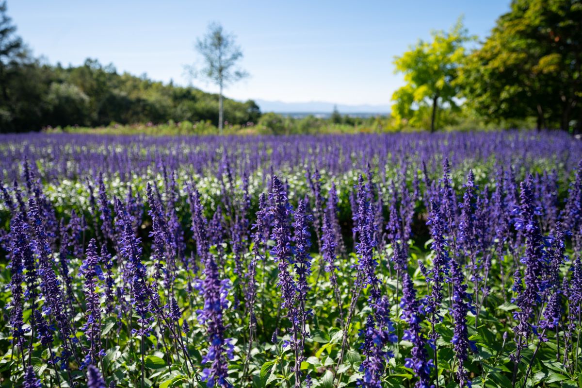 十勝ヒルズのブルーサルビア