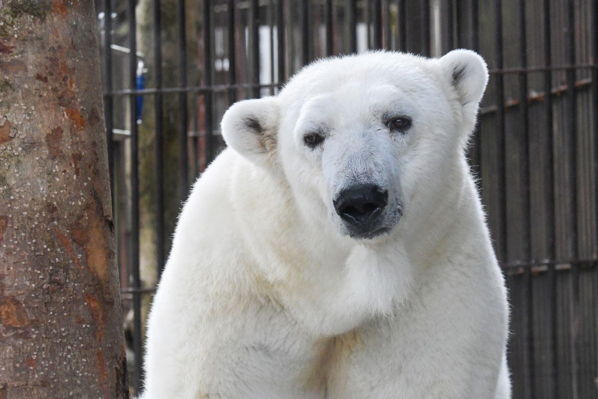 愛媛県立とべ動物園