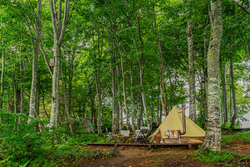 心身をリラックスさせてくれるブナの森。鳥のさえずりを聴きながら散策を