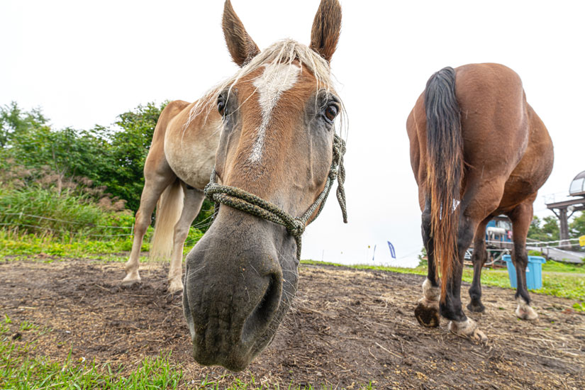 リード付きの体験乗馬は約10分2000円、ホーストレッキングは約60分15000円(約15分のレクチャー含む)