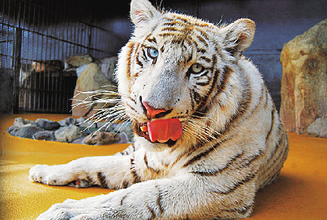 ライオン、ホワイトタイガーなど動物がいっぱい