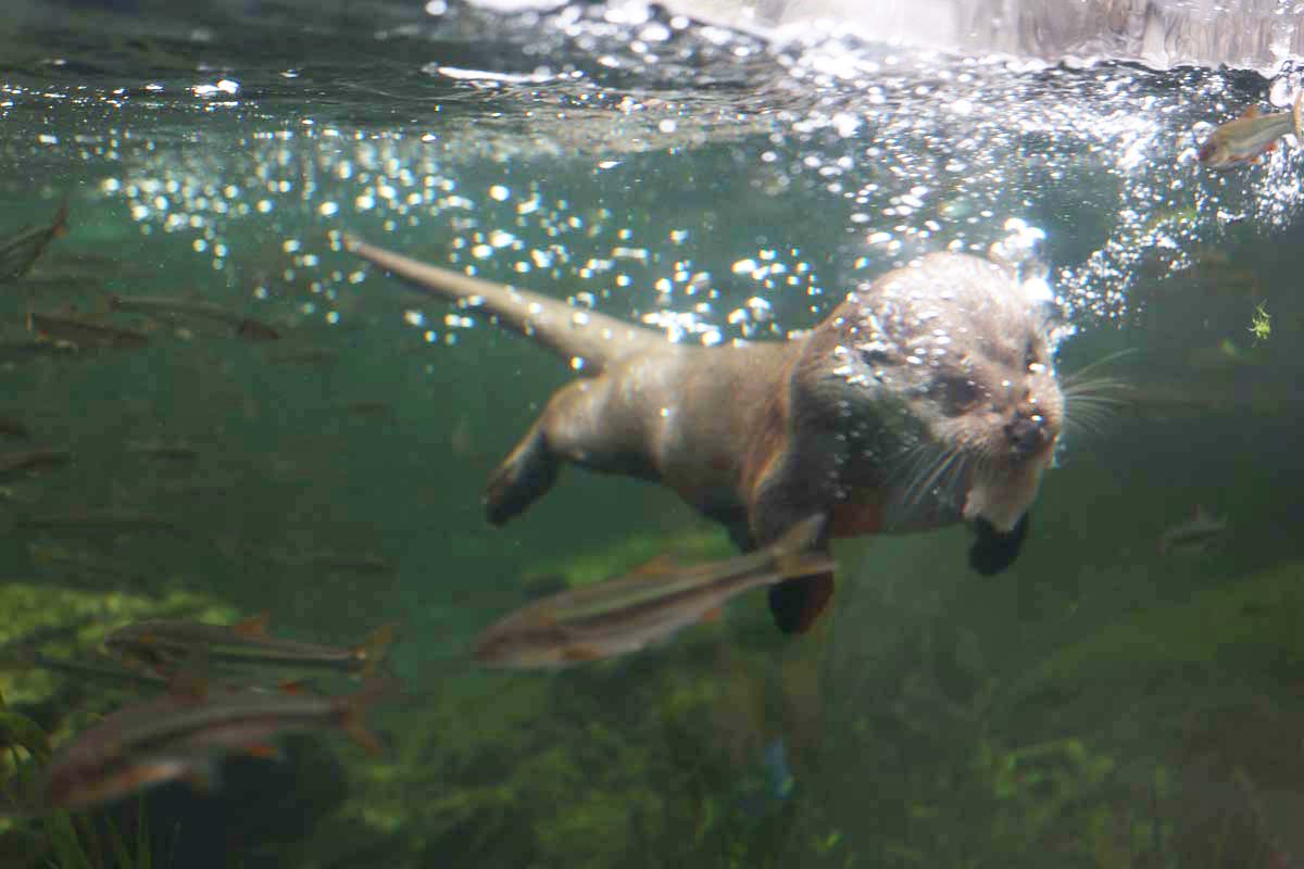 エサをめがけてダイブ！