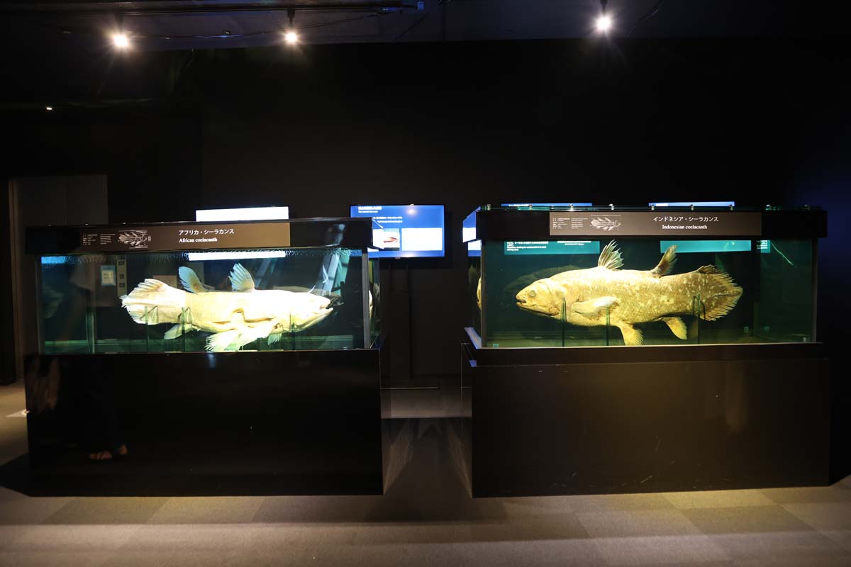 アフリカ・シーラカンス（左）とインドネシア・シーラカンス（右）が展示されている