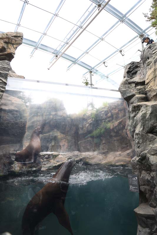 迫力のあるエサやりシーンが見られる