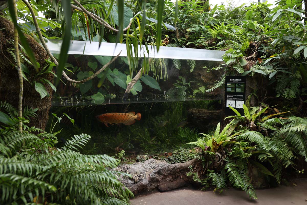 熱帯アジアの水辺を再現