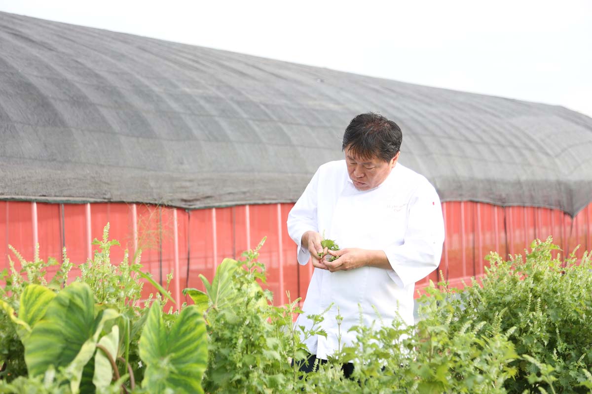 コースで使うシソの葉を摘む奥田シェフ