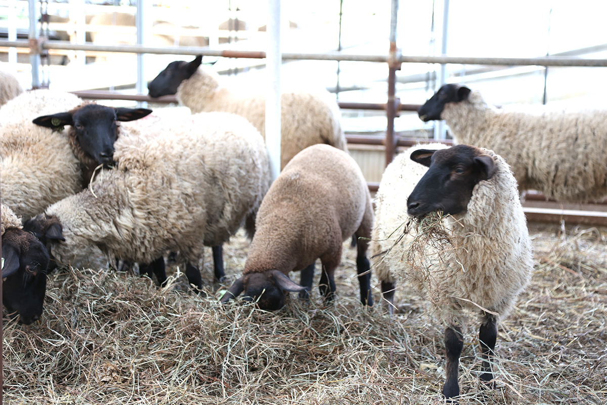 サフォークという品種の羊