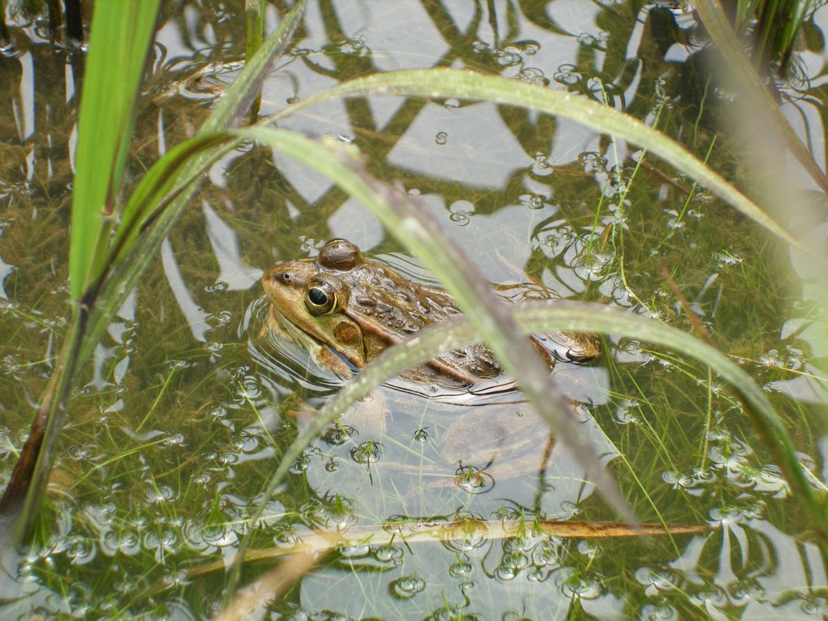 「BIOBIOかっぱの里」で生きものを観察しよう