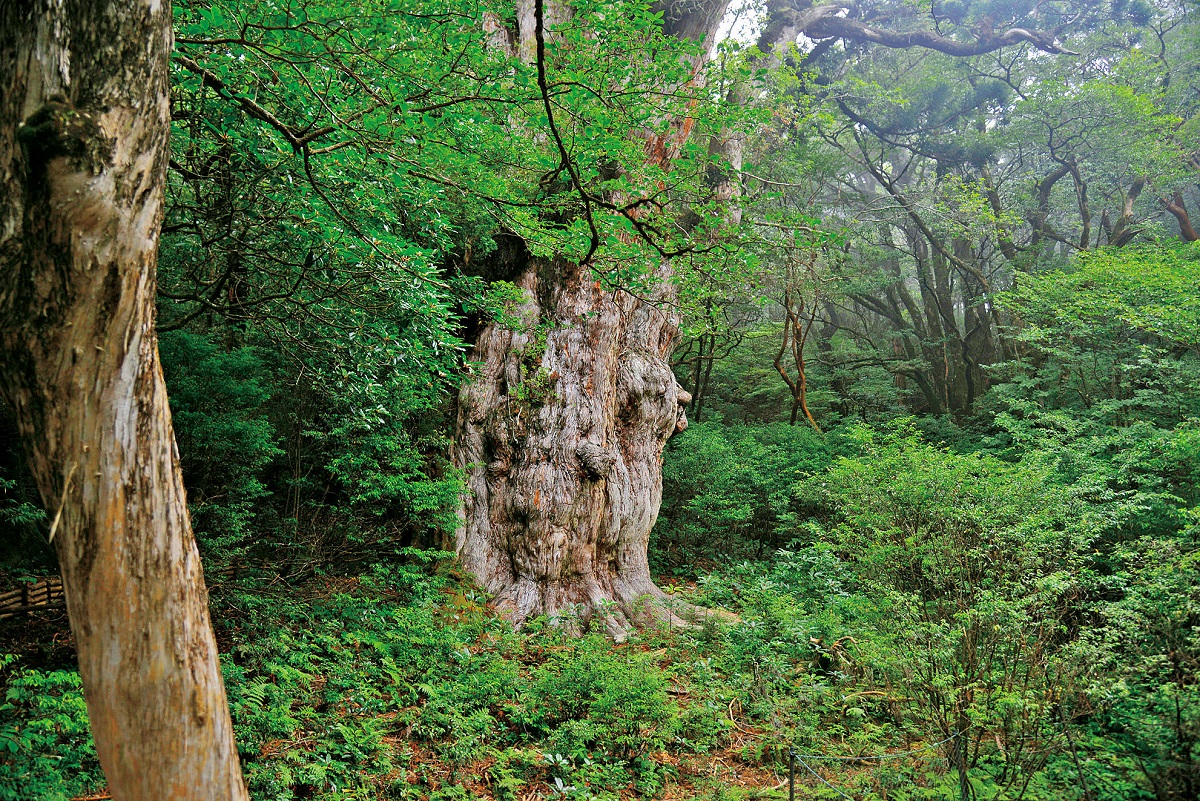 圧倒的な存在感を放つ縄文杉
