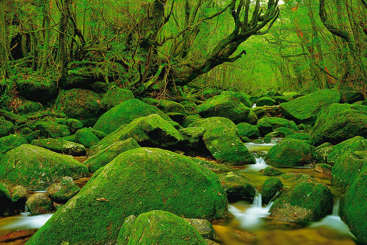 三叉路周辺の沢