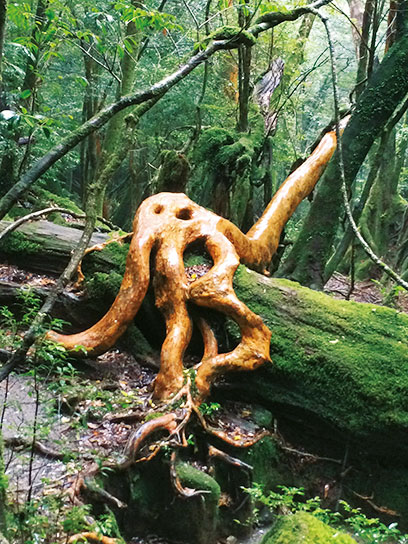 まるで寝そべっているよう！？ユニークな姿のヒメシャラ