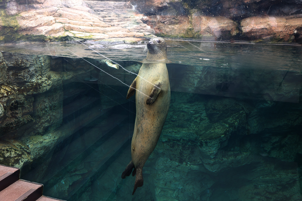 ゴマフアザラシの「ユキナ♂」