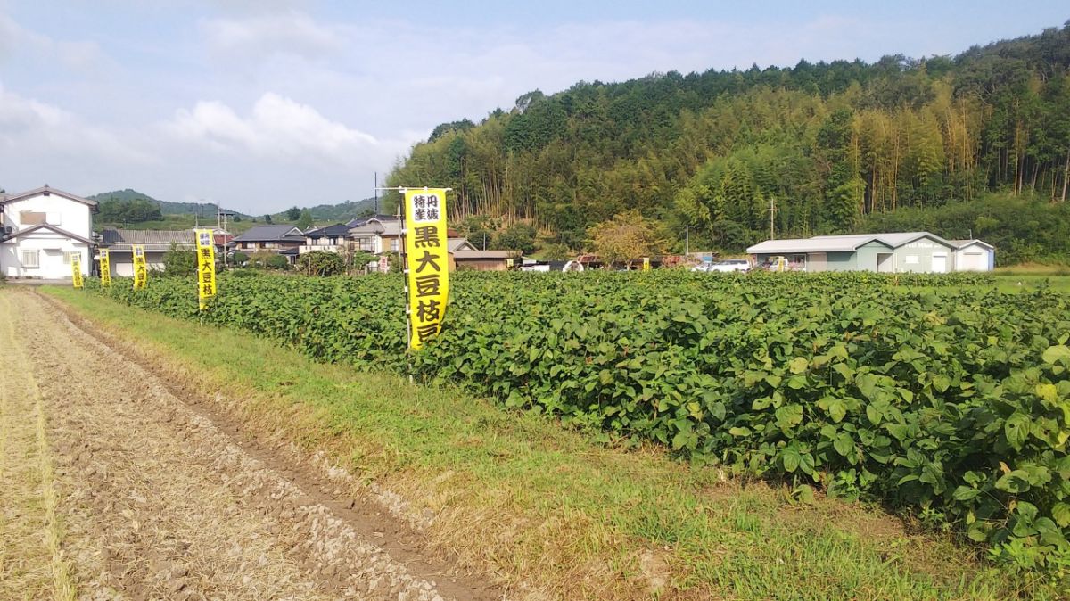丹波篠山 黒豆畑