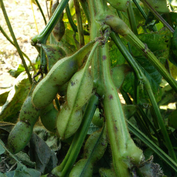 丹波篠山 黒豆畑