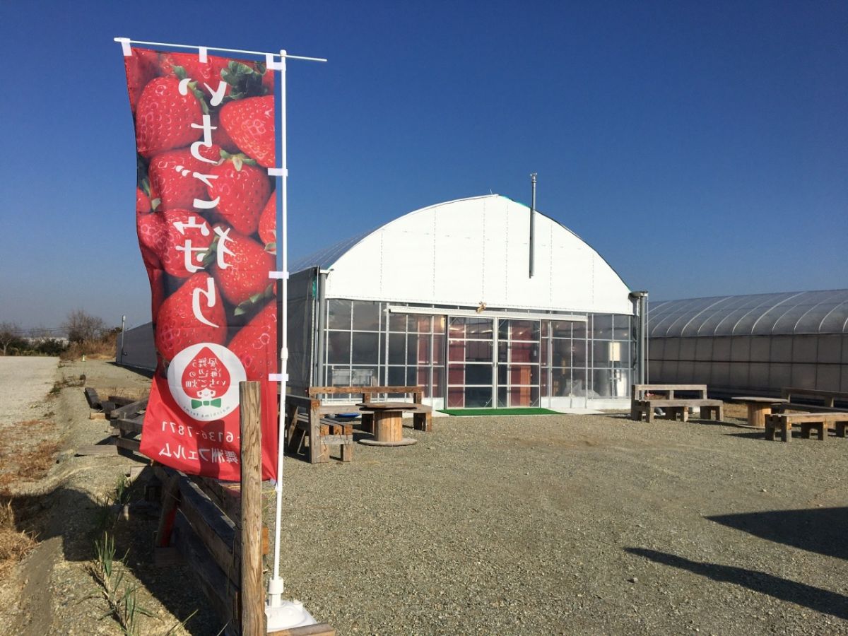 風舞う海辺のいちご畑