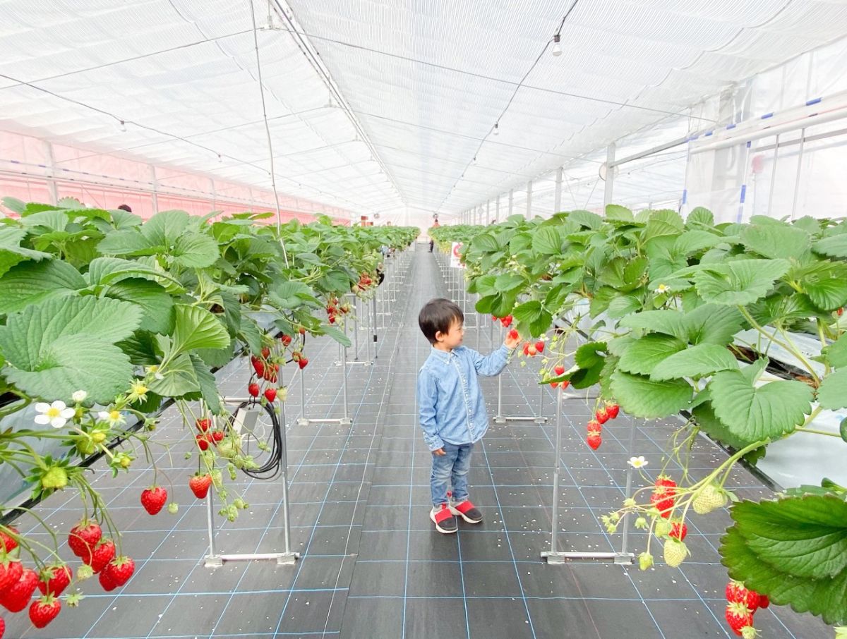 風舞う海辺のいちご畑