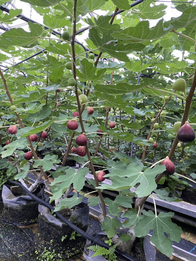 観音堂農園センター