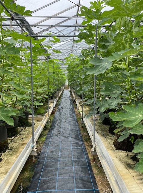 観音堂農園センター