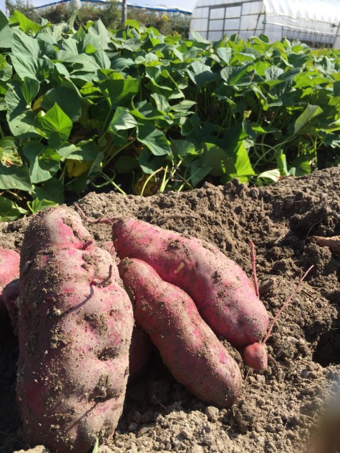道の駅 竜王かがみの里