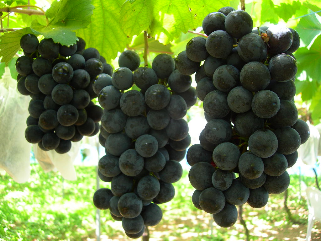 道の駅 竜王かがみの里