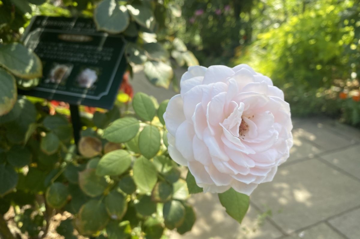 港の見える丘公園