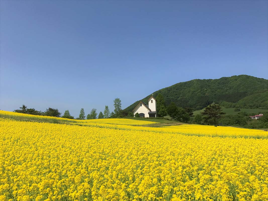 菜の花畑