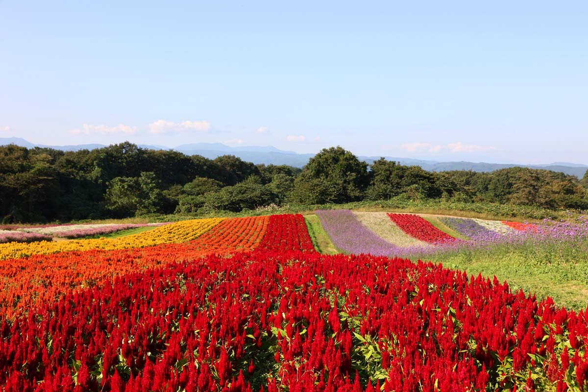 ケイトウ・サルビア・バーベナ