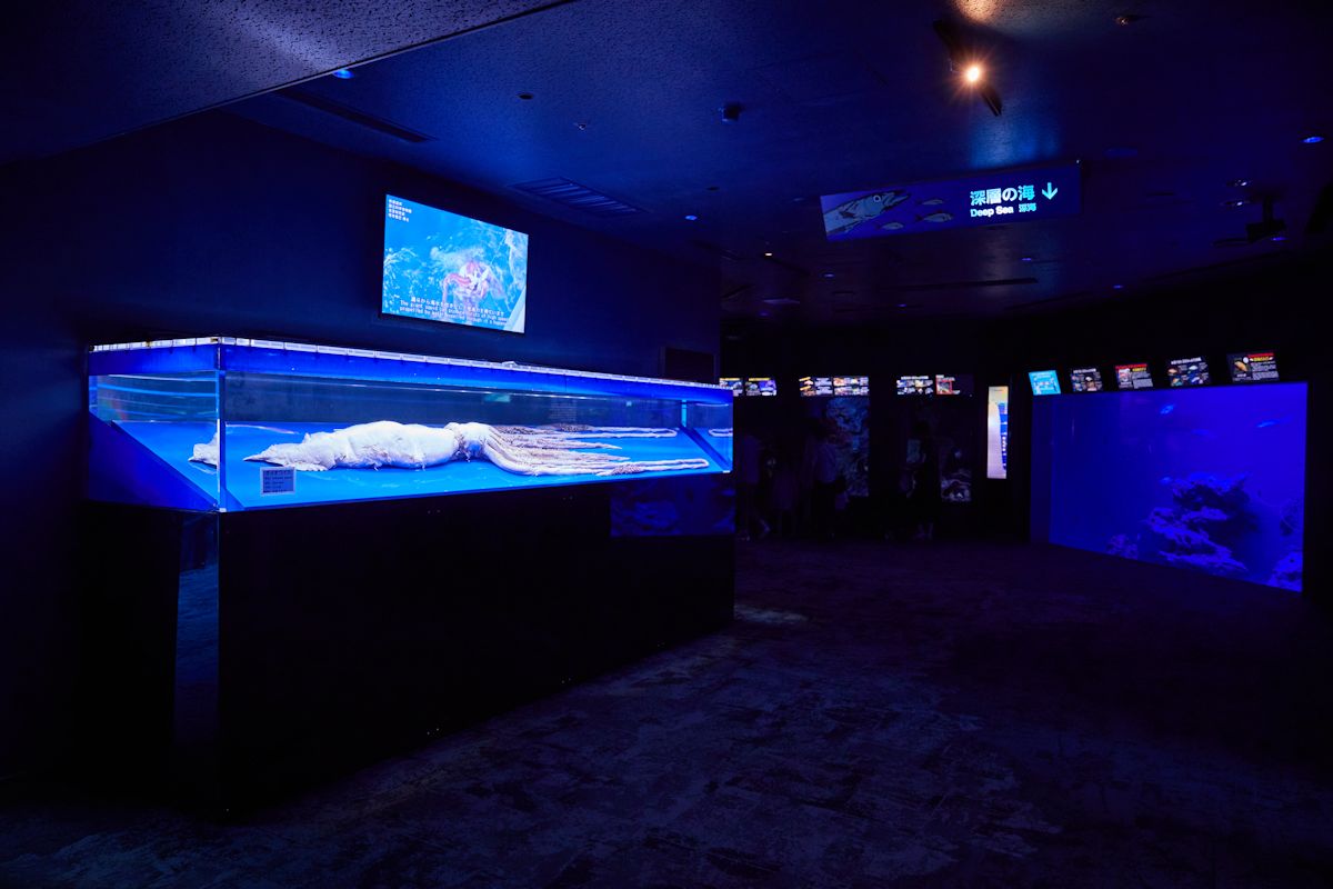 エリアの入口にはダイオウイカの標本が展示されています