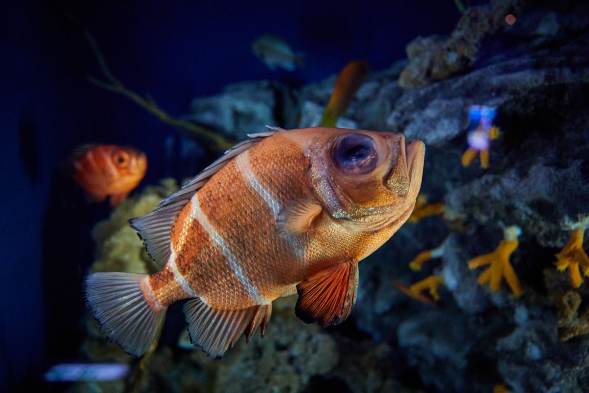 大きな目が特徴のオキナワクルマダイ