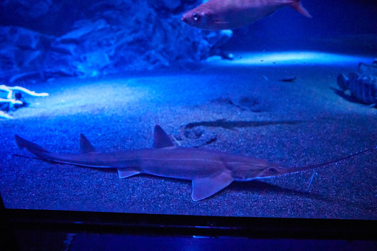 「深層の海」のノコギリザメ。親子で展示されています