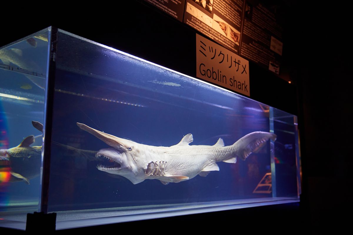 ミツクリザメの標本。インパクトのある見た目から「悪魔のサメ」と称されるほど