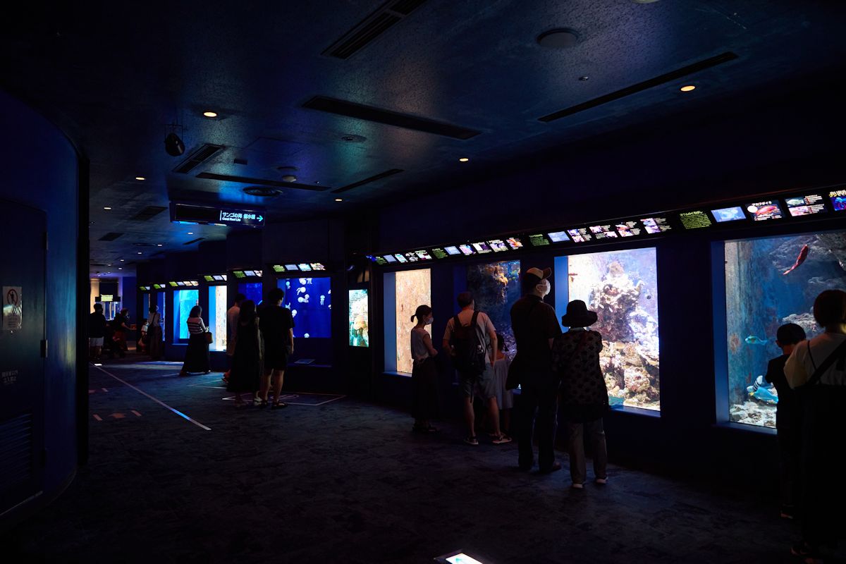 水槽ごとに生き物を展示。「推し」を見つけてみましょう