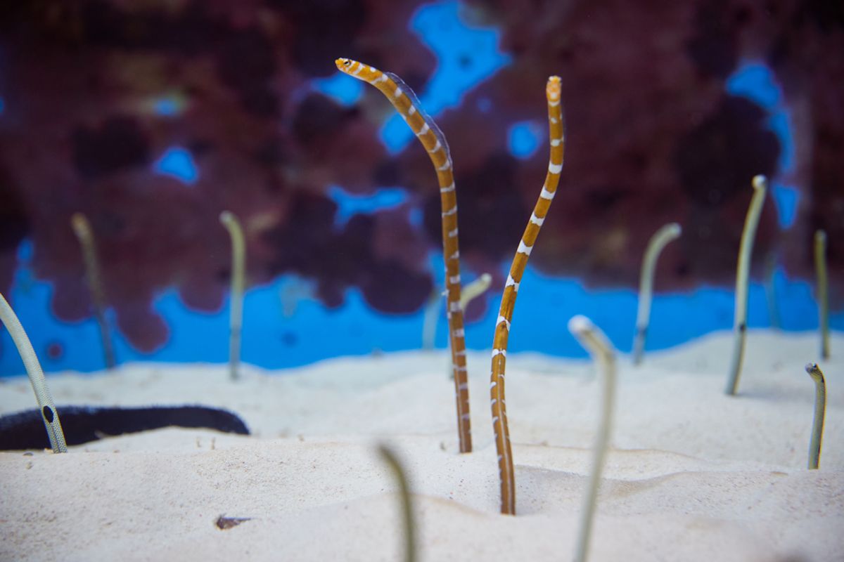 オレンジの体色に白色の帯が特徴のニシキアナゴ