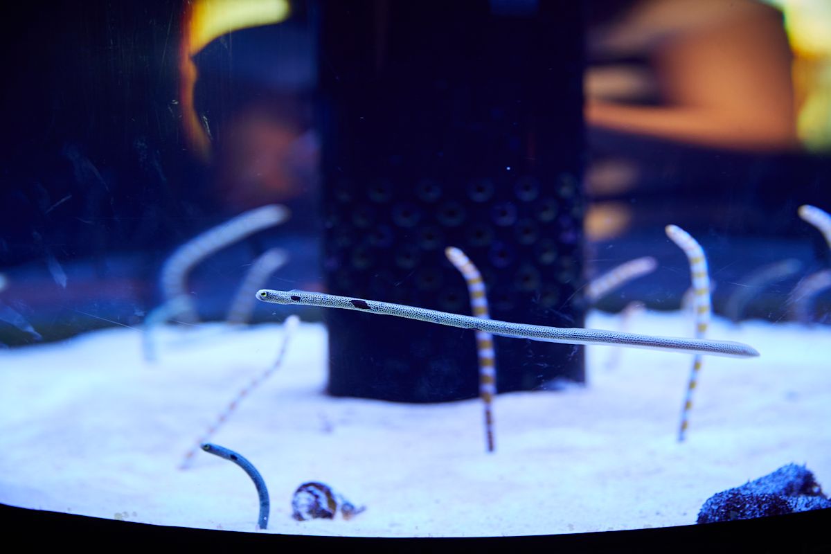 これは珍しい！チンアナゴの遊泳シーン