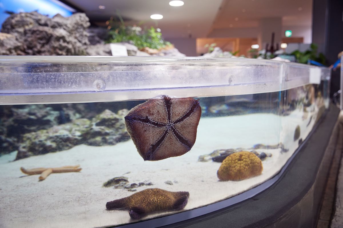 真横からみるとこんな感じです。マンジュウヒトデが水槽面に張り付いていますね