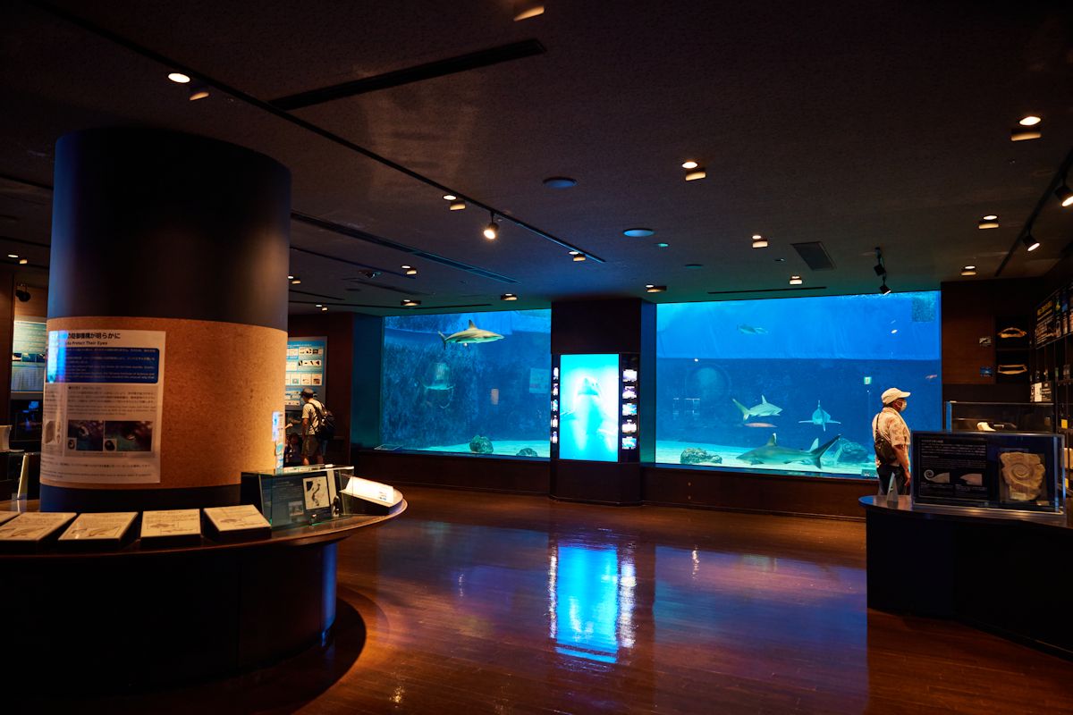 水槽以外にもサメのアゴの標本なども展示されている「サメ博士の部屋」