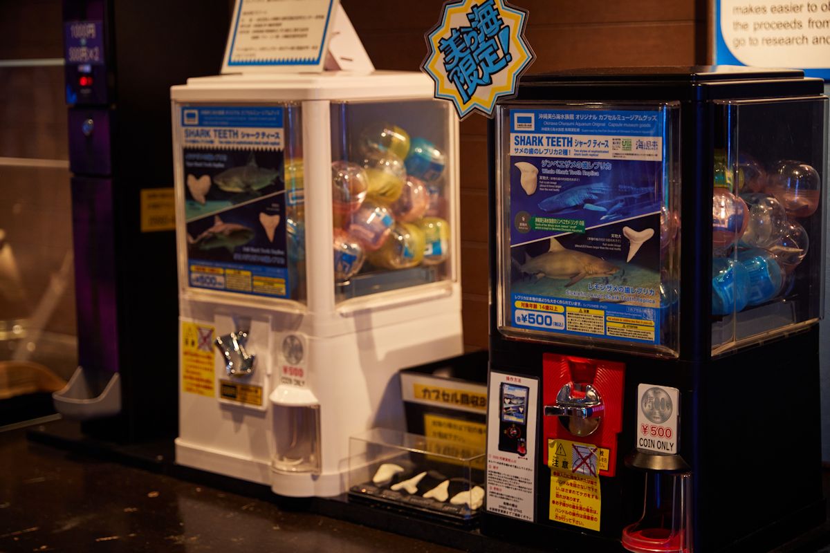 サメの歯のレプリカを記念に。1回500円