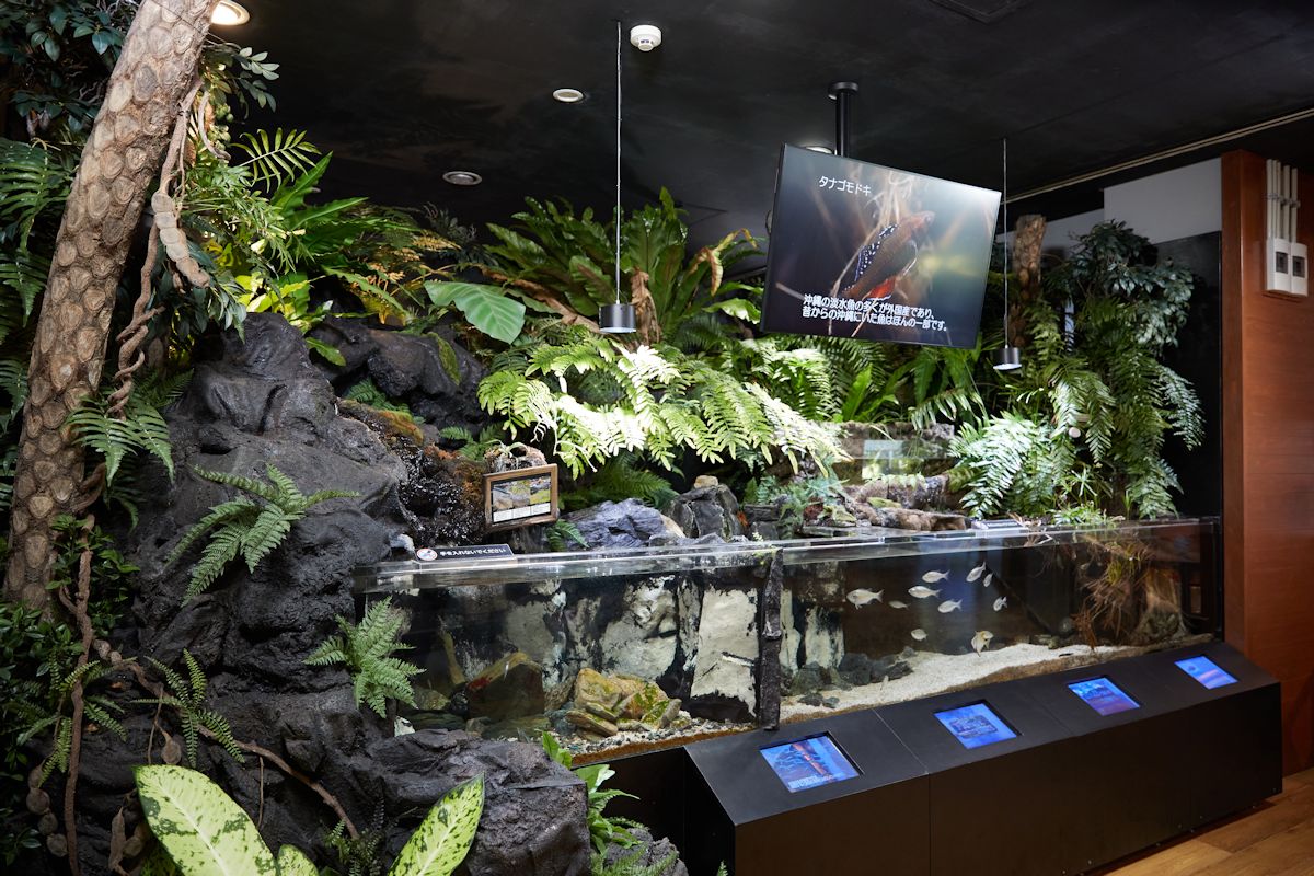 淡水の生き物が観察できる「琉球弧の水辺」