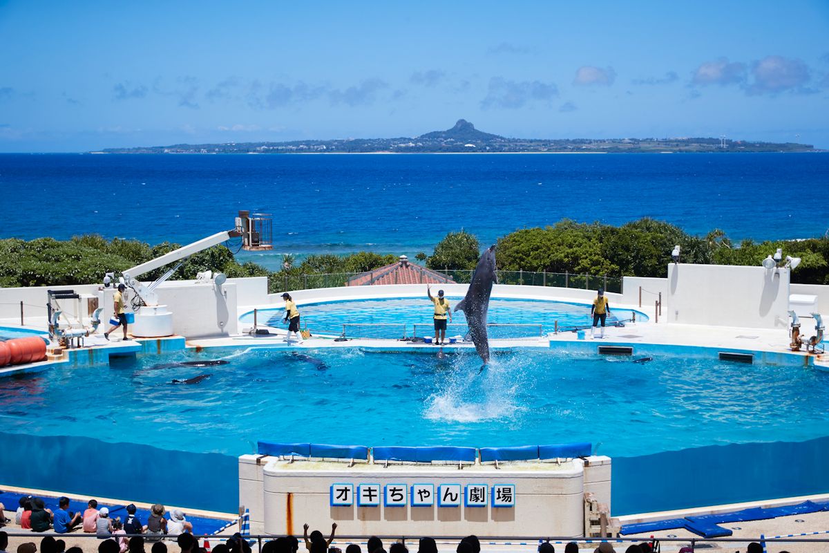 「オキちゃん劇場」のイルカショー。後ろに見える伊江島が印象的です