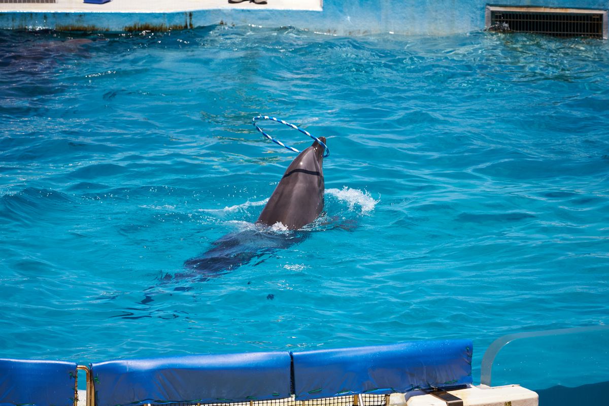 輪を口先に引っ掛けて回す「フープ」という技