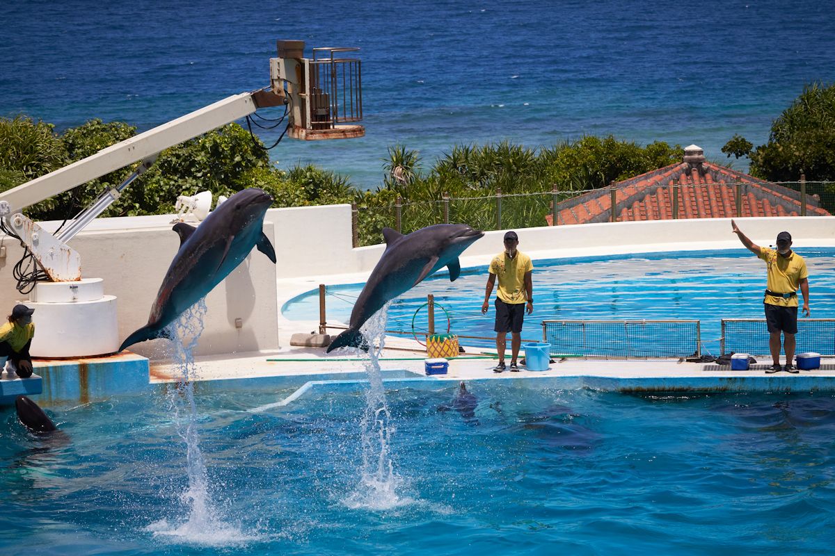 2頭そろってのジャンプ