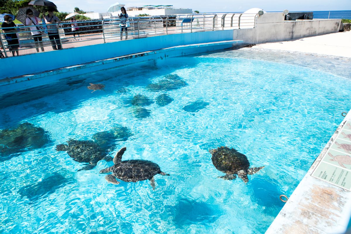 水上から見た「ウミガメ館」