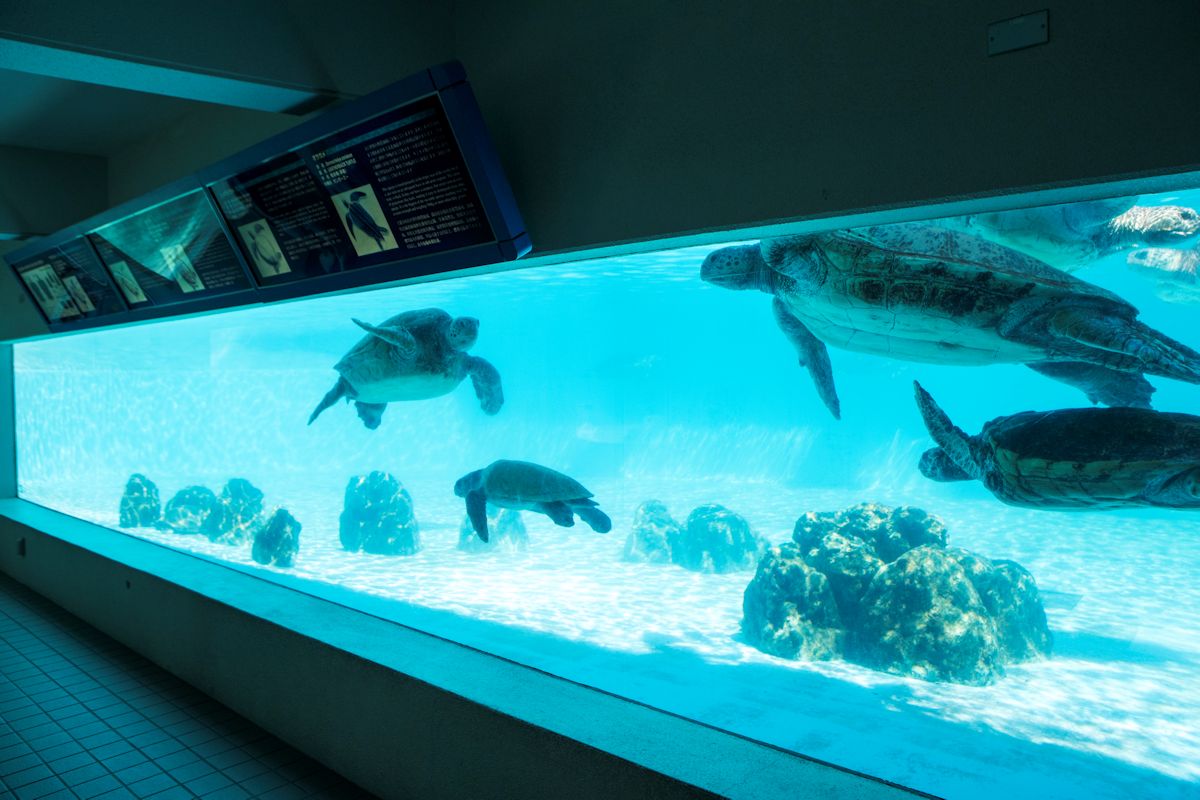 地階にある観覧室