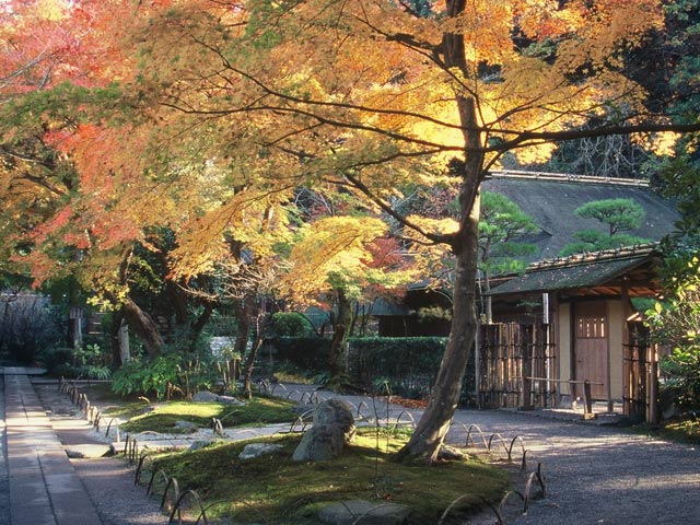 鎌倉（神奈川県）のおすすめ紅葉名所2025～鎌倉駅～北鎌倉～長谷など～