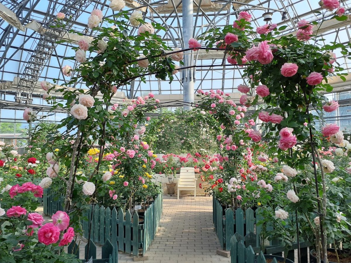 きれいなバラが咲くバラドーム内部
