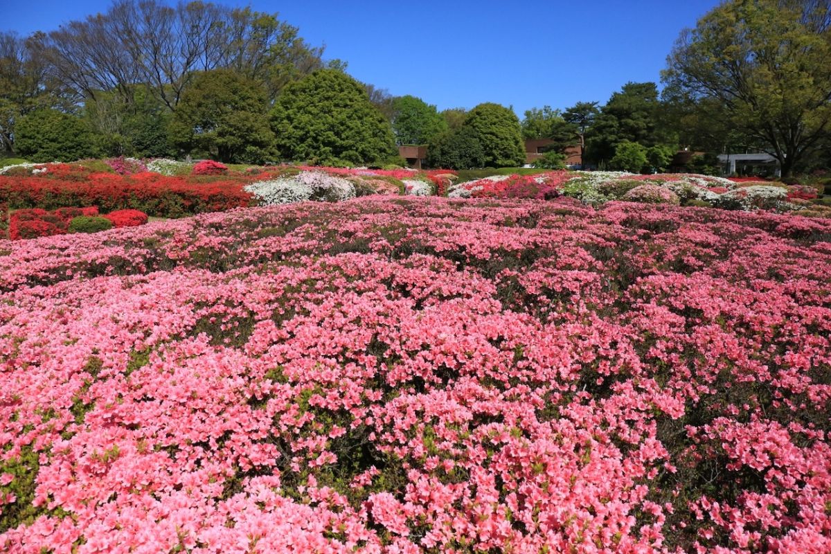 神代植物公園