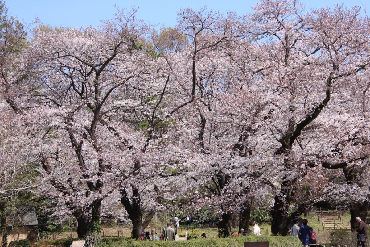 神代植物公園
